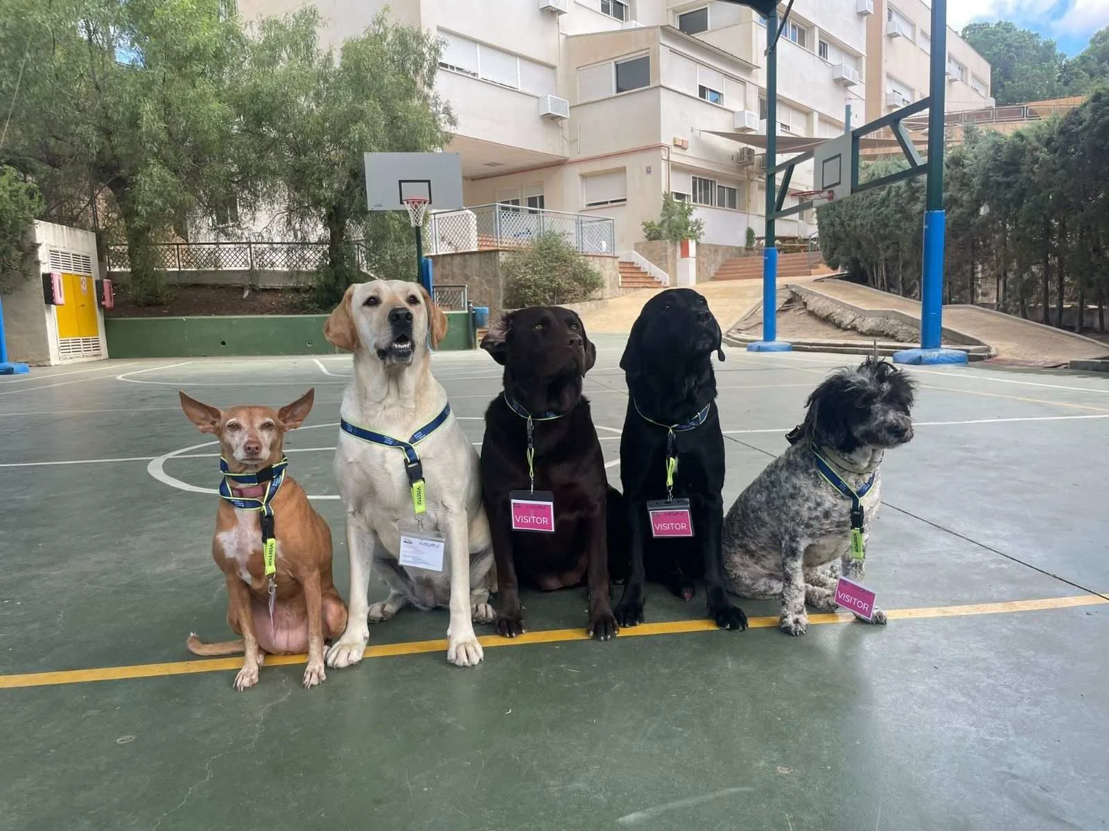 Perros